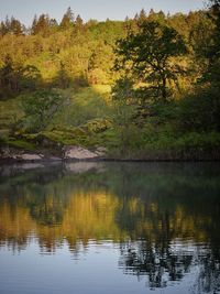 Scenic view of lake in forest against sky