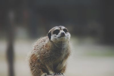 Close-up of meerkat looking away