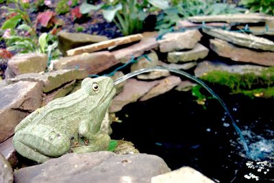 Close-up of lizard