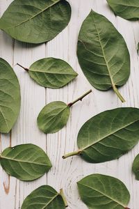 High angle view of leaves on table