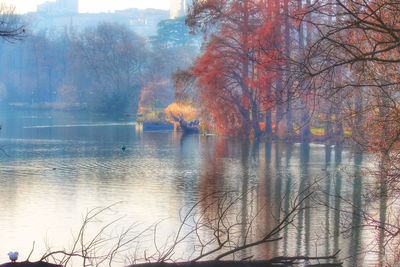 Reflection of trees in water