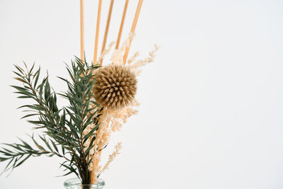 Close-up of plant against white background