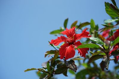 Close-up of red hibiscus blooming against clear blue sky