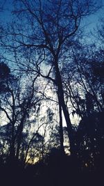 Low angle view of bare trees against sky