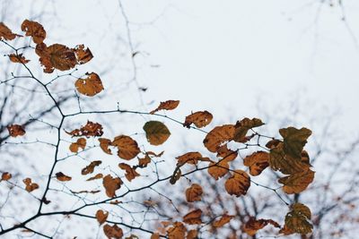 Dry leaves on snow covered land