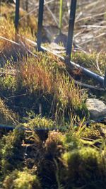 Close-up of grass growing in field