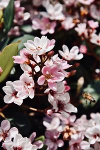 Close-up of pink cherry blossom