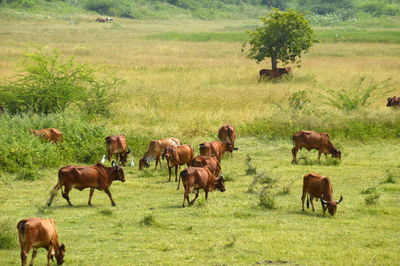 Horses grazing in a field