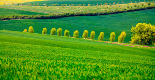 Scenic view of agricultural field