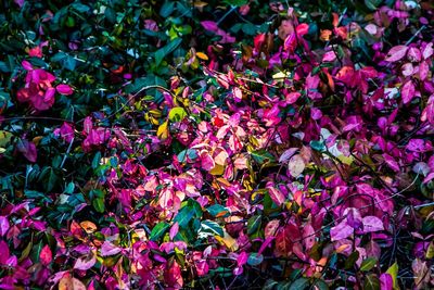 Full frame shot of pink flowers