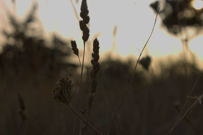 Close-up of fresh plant