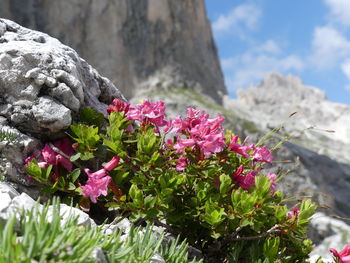 Close-up of pink flowering plants