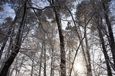 Low angle view of trees in forest