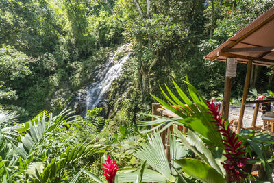 Scenic view of waterfall by trees in forest