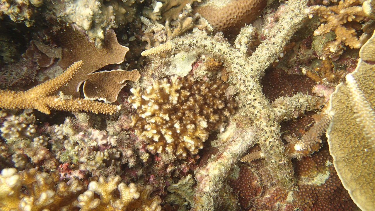 CLOSE-UP OF DEAD FISH