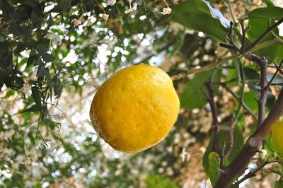 Low angle view of oranges growing on tree