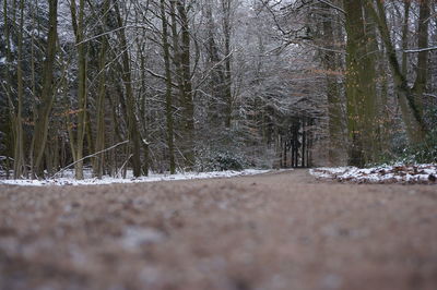 Surface level of trees in forest