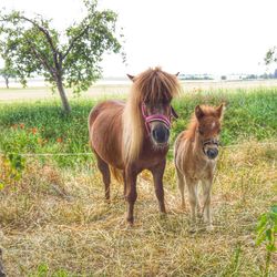 Horses in a field