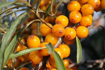 Close-up of orange fruits on tree