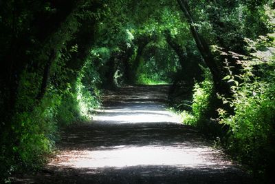 Narrow pathway along trees