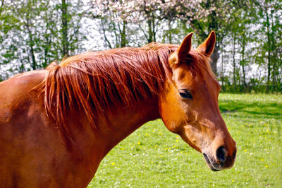Close-up of horse on field