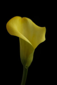 Close-up of yellow flower over black background