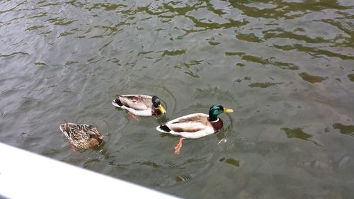 High angle view of ducks swimming on lake