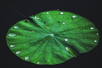 Close-up of wet leaf against black background