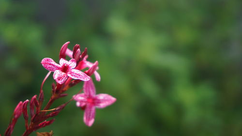 Close-up of pink flowering plant