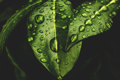 Close-up of wet plant leaves during rainy season