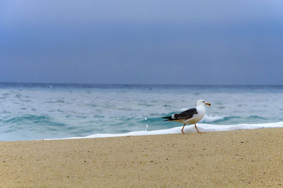 Seagull perching on beach by sea against sky