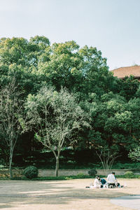 Trees in park