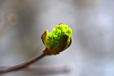 Close-up of green flower bud