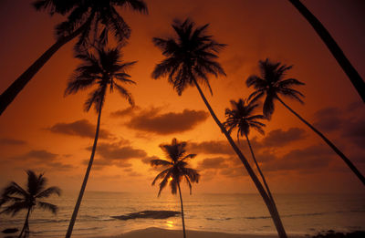 Palm trees on beach against sky