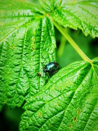 Close-up of fly on leaf