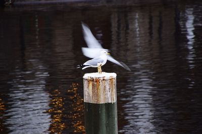 Seagull perching on wooden post