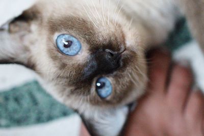 Close-up portrait of kitten