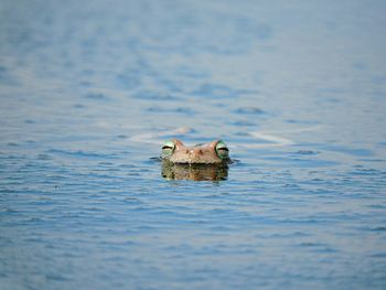 Close-up of bird swimming in water