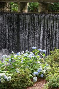 Plants growing on wall