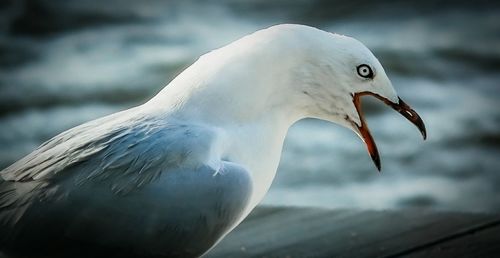 Close-up of a bird
