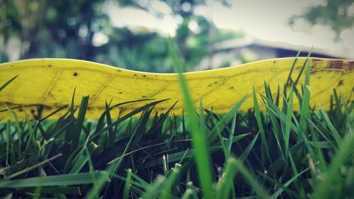 Close-up of yellow leaf on grass