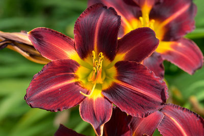 High angle view of day lilies blooming at park