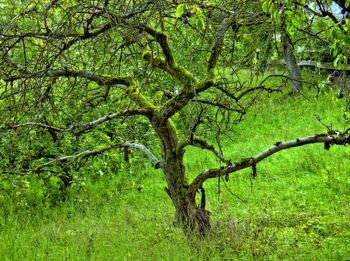 Tree in grass