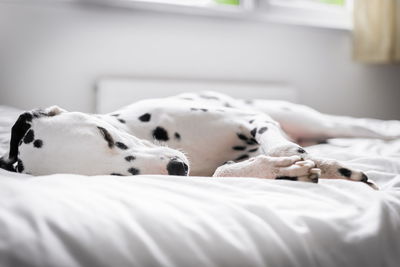 Dalmatian dog resting on bed at home