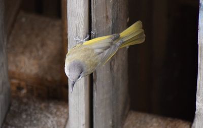 Close-up of bird perching on wooden post