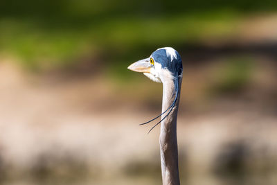 Close-up of bird