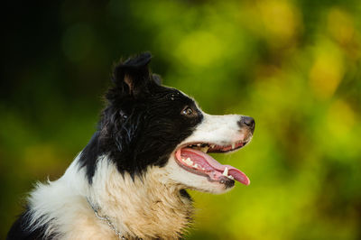 Close-up of dog