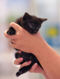 Midsection of woman holding cat