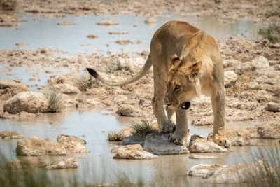 Lion stands on stepping stones opening mouth