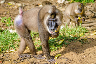 Male drill monkey standing outdoors